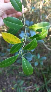 Image of Ilex dumosa Reiss.