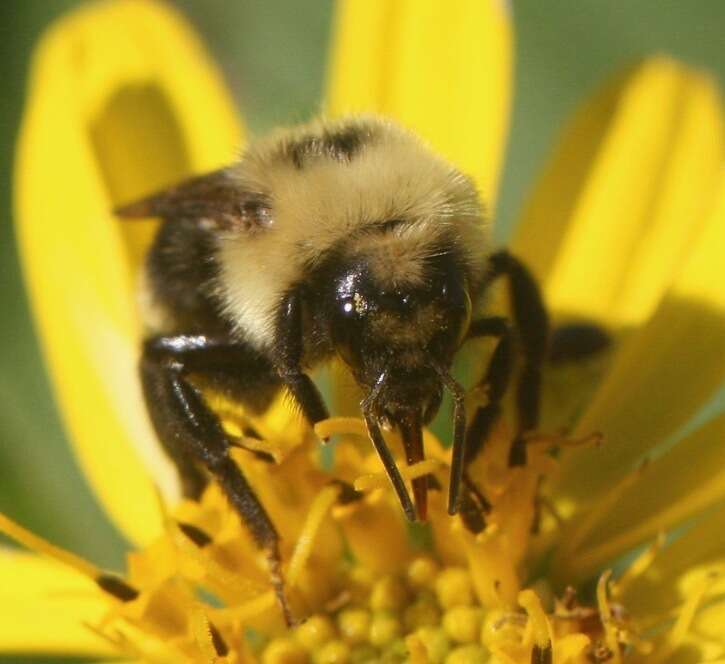 Image de Bombus insularis (Smith 1861)