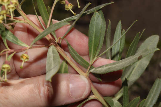 Escallonia angustifolia C. Presl resmi