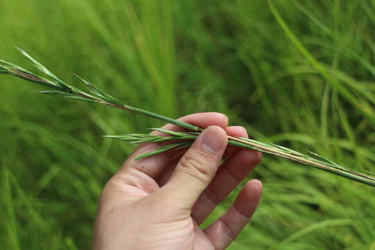 Image of Cymbopogon tortilis (J. Presl) A. Camus