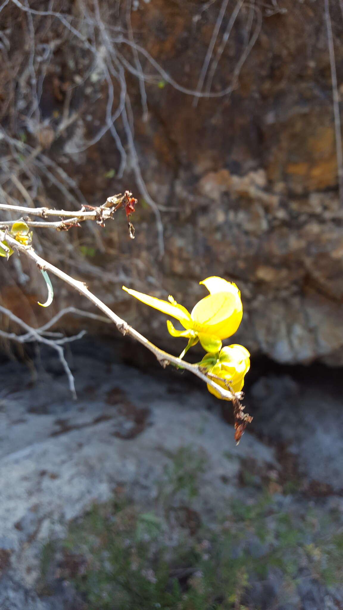 Image of Senna holwayana (Rose) H. S. Irwin & Barneby