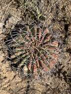 Image of Echinopsis obrepanda (Salm-Dyck) K. Schum.