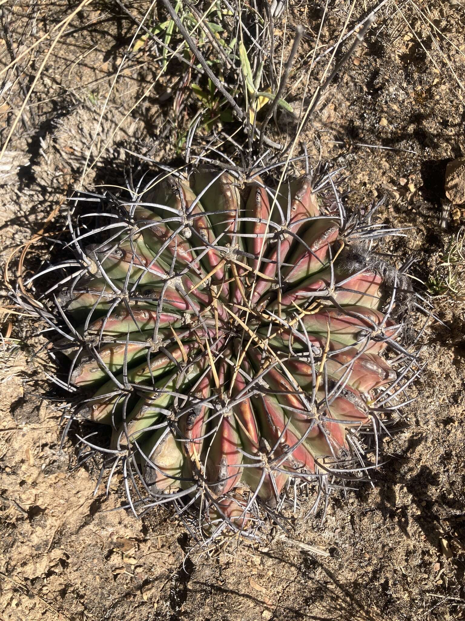 Imagem de Echinopsis obrepanda (Salm-Dyck) K. Schum.