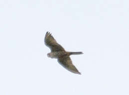 Image of Saker Falcon