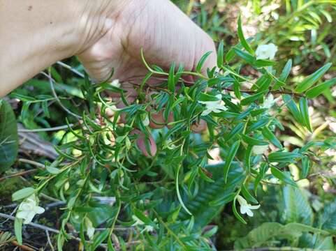 Image of Glomera macdonaldii (Schltr.) J. J. Sm.