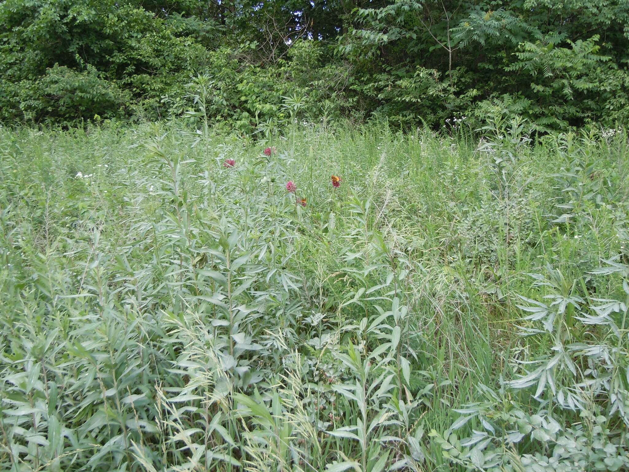 Image of purple milkweed