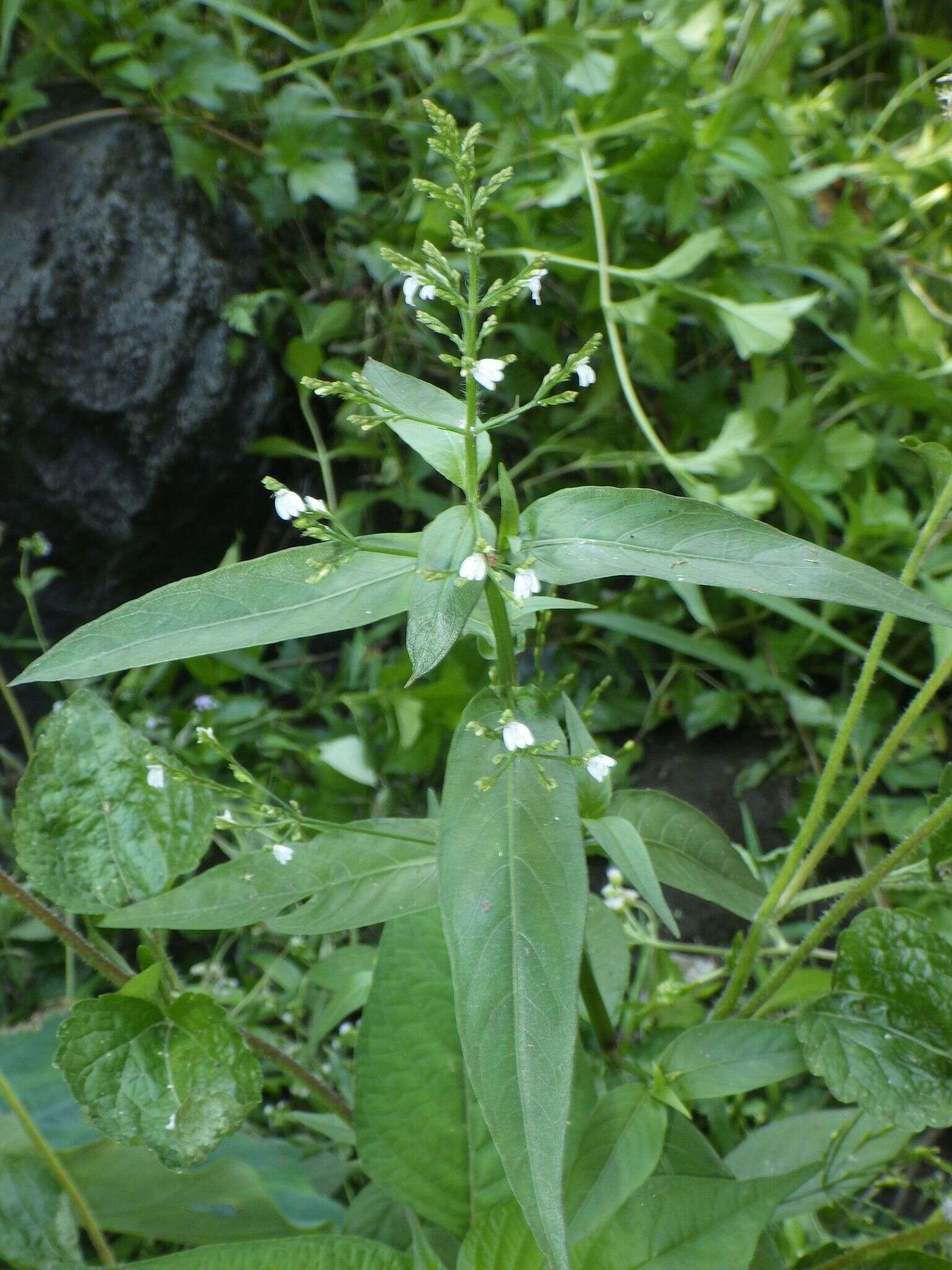 Image of Marsh Water-Willow