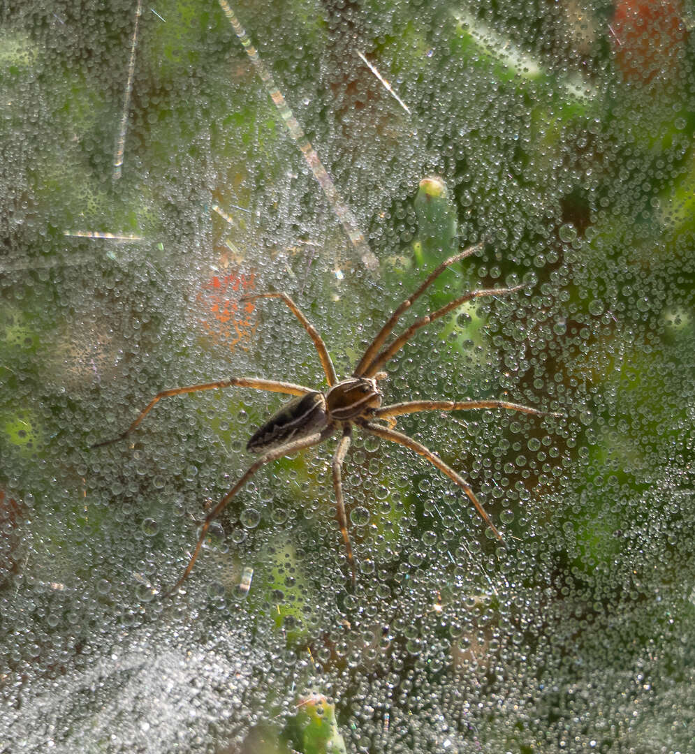 Слика од Euprosthenopsis pulchella (Pocock 1902)