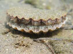 Image of St.James's scallop