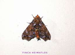 Imagem de <i>Cecharismena melicerta</i>