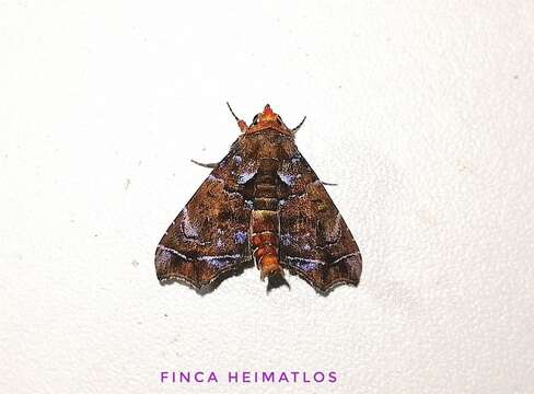 Imagem de <i>Cecharismena melicerta</i>