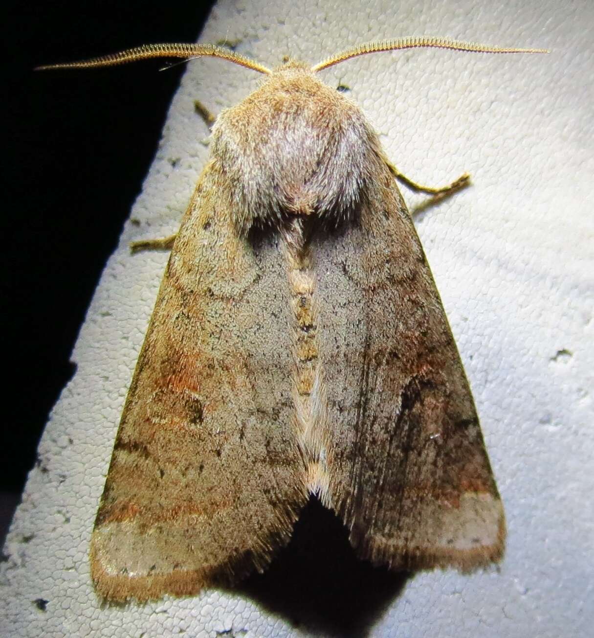 Imagem de Orthosia alurina Smith 1902