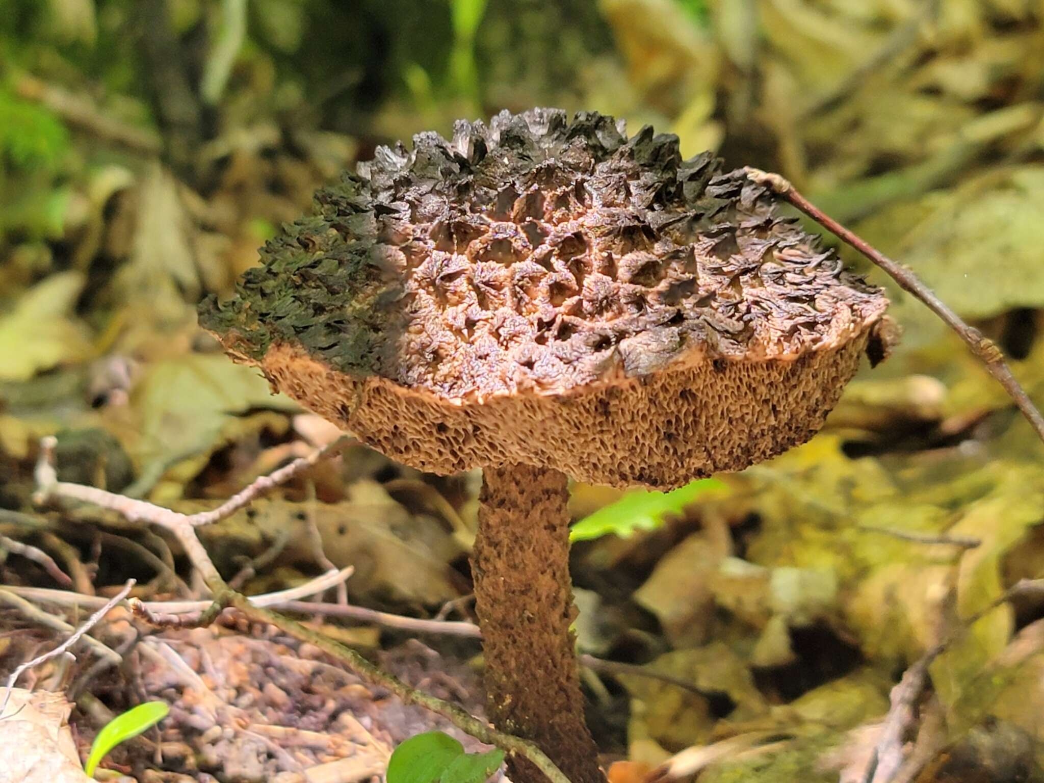 Слика од Strobilomyces confusus Singer 1945