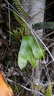 Image of cheiroglossa fern