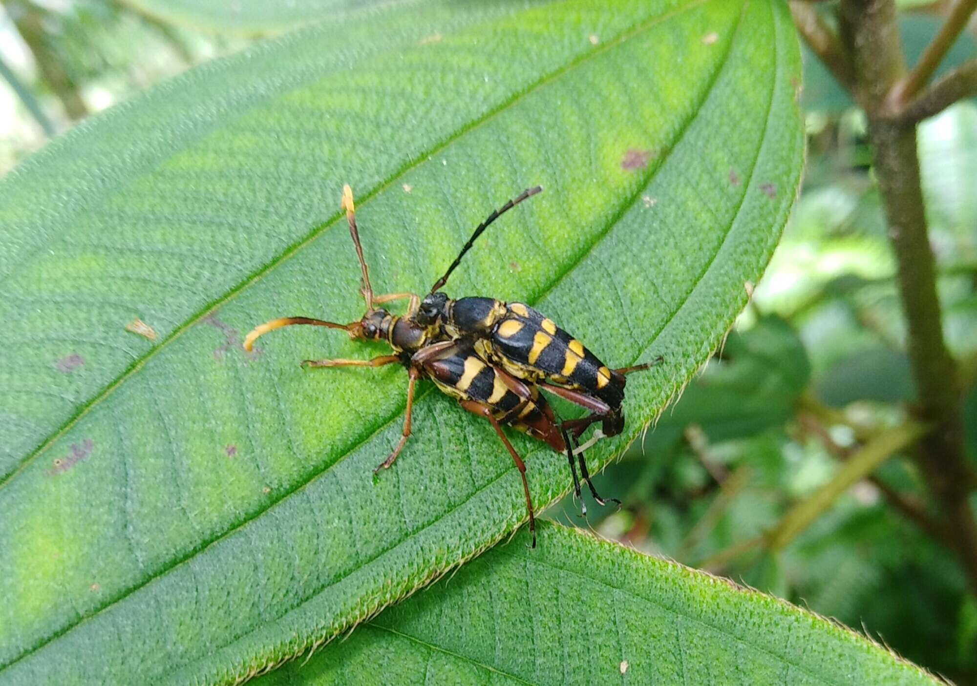 Image of Leptura taranan (Kano 1933)