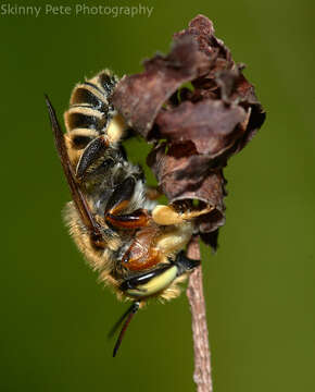 Imagem de Megachile albitarsis Cresson 1872