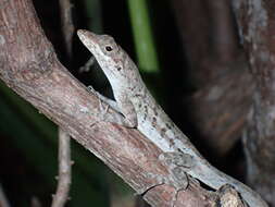 Anolis bonairensis Ruthven 1923 resmi