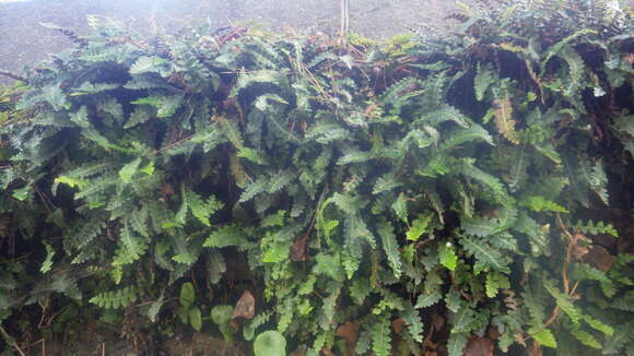 Image of Asplenium ceterach subsp. ceterach