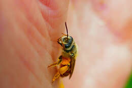 Image of Andrena erythrogaster (Ashmead 1890)