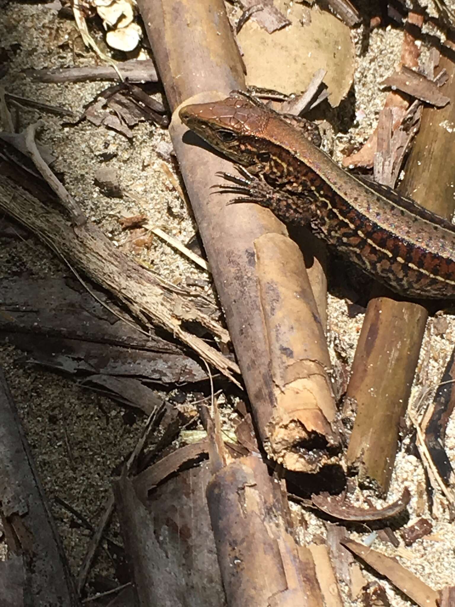 Image of Four-lined Ameiva