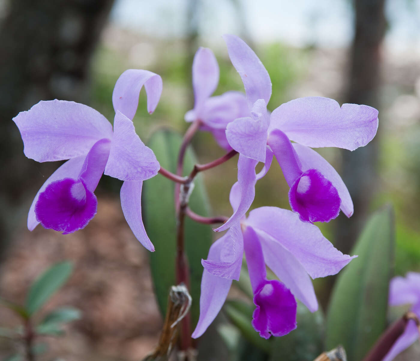 Plancia ëd Cattleya lawrenceana Rchb. fil.