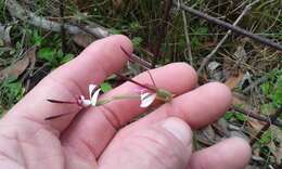 Imagem de Leptoceras menziesii (R. Br.) Lindl.