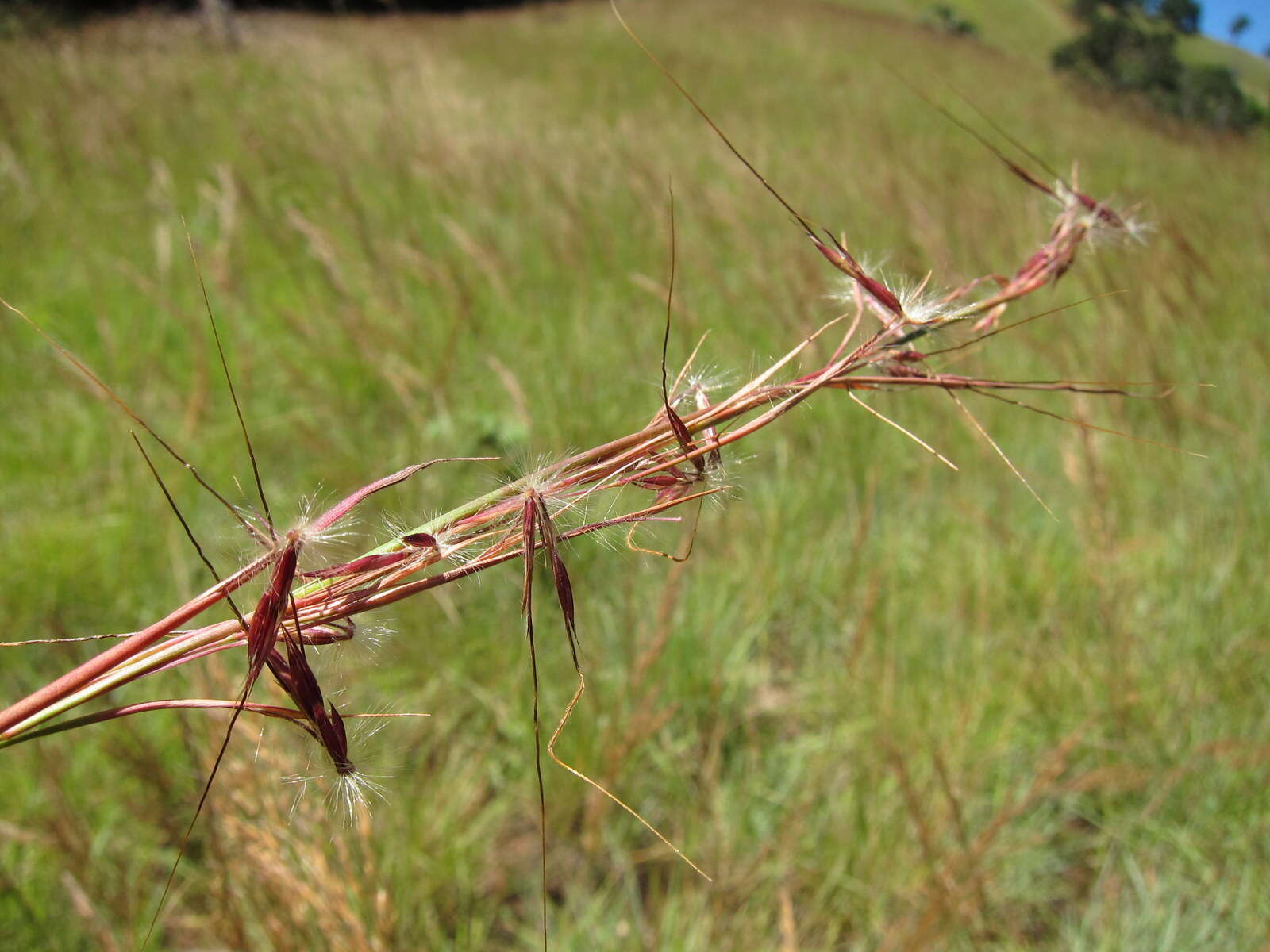 Image of Hyparrhenia newtonii (Hack.) Stapf