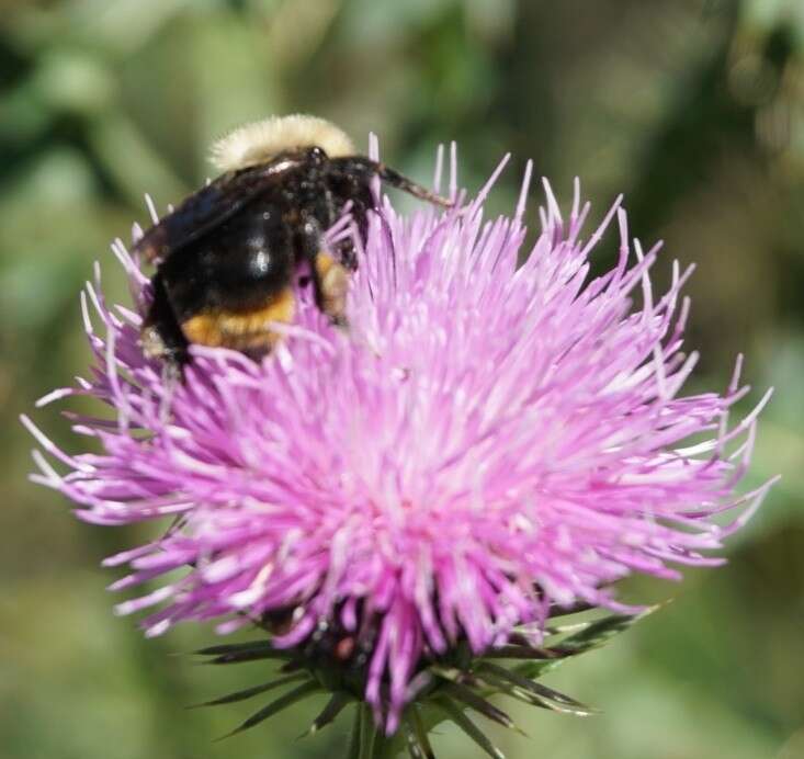 Imagem de Bombus bellicosus Smith 1879