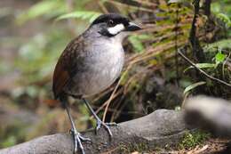 Image of Jocotoco Antpitta