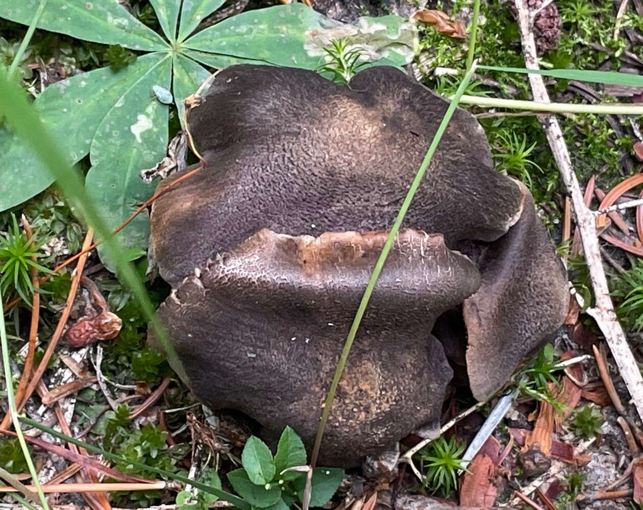 Image of Tricholoma atroviolaceum A. H. Sm. 1944