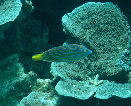 Image of Blue and yellow wrasse