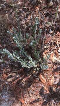 Image de Chrysopsis floridana Small