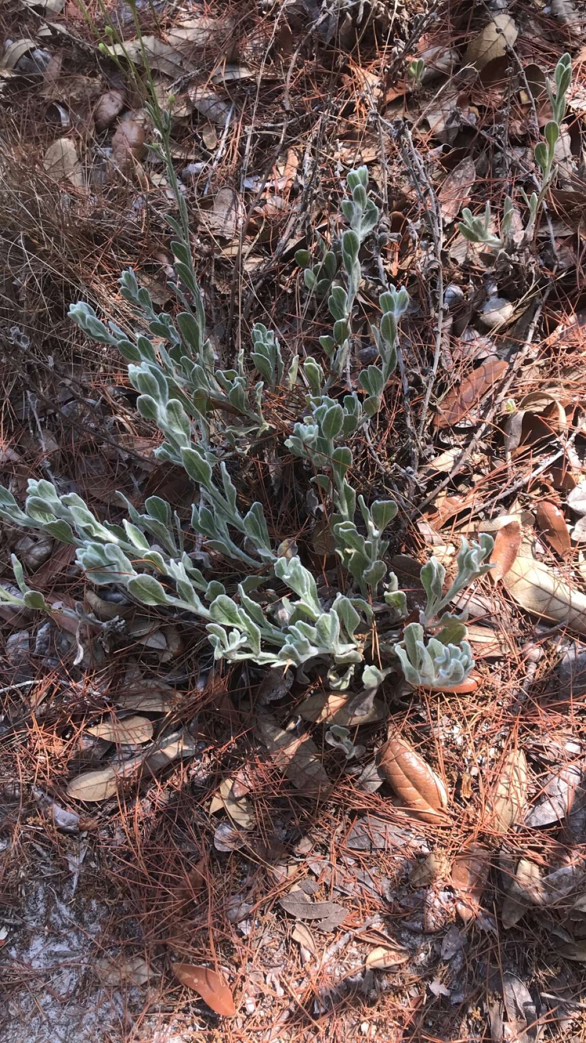 Image of Florida goldenaster