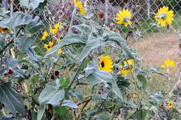 Слика од Helianthus argophyllus Torr. & A. Gray