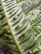 Image of Long-Leaf Plume Fern