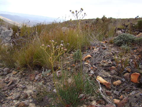 Image of Serruria williamsii J. P. Rourke