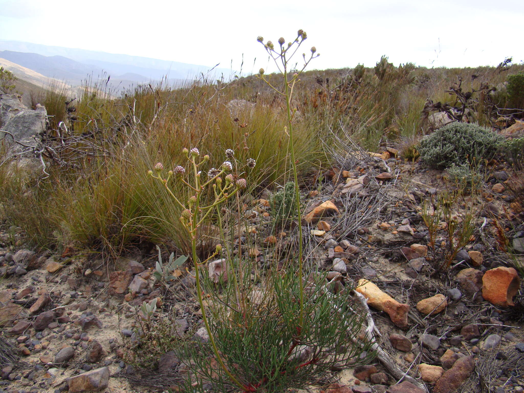 Image of Serruria williamsii J. P. Rourke