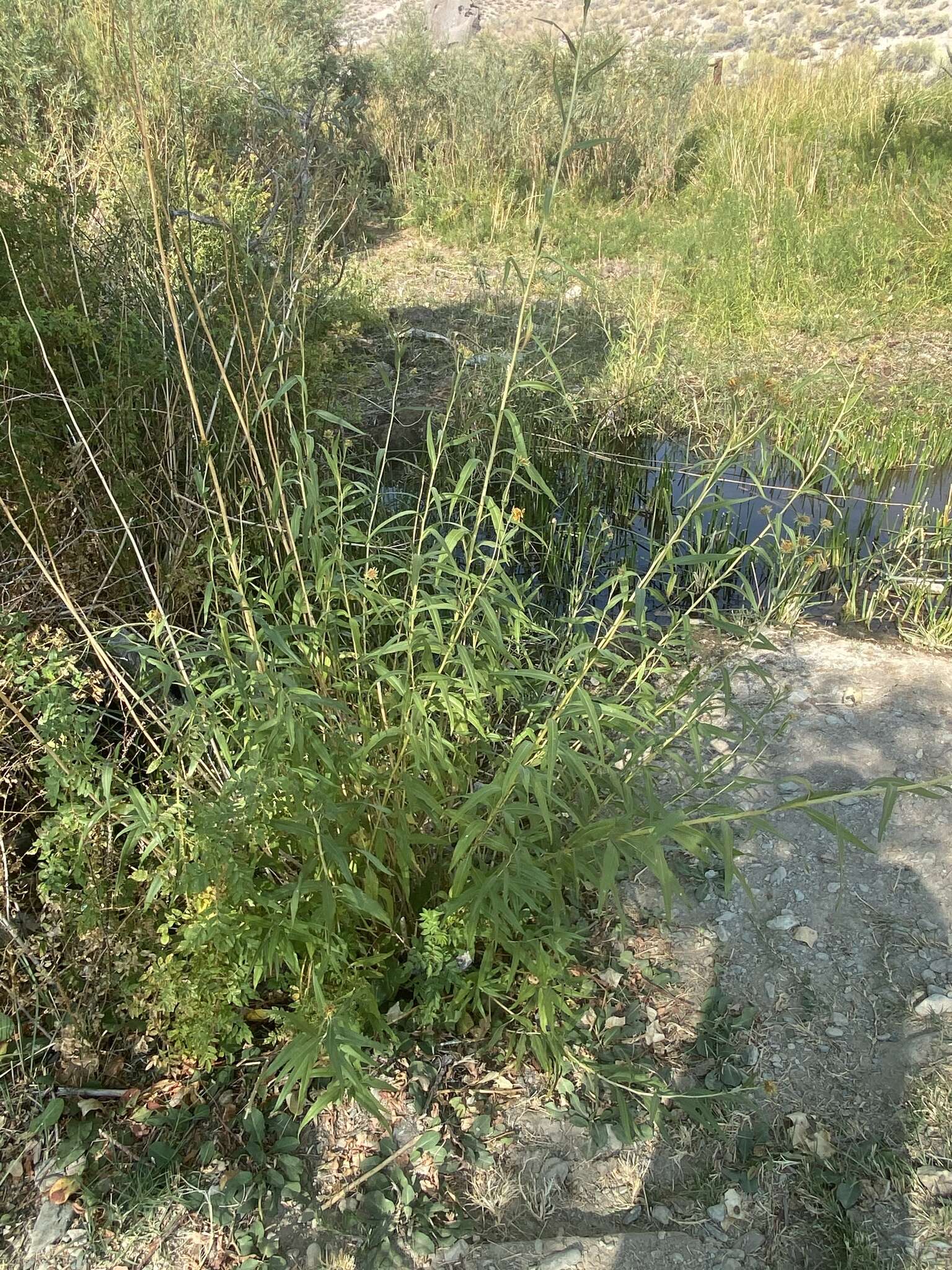 Image of Nuttall's sunflower