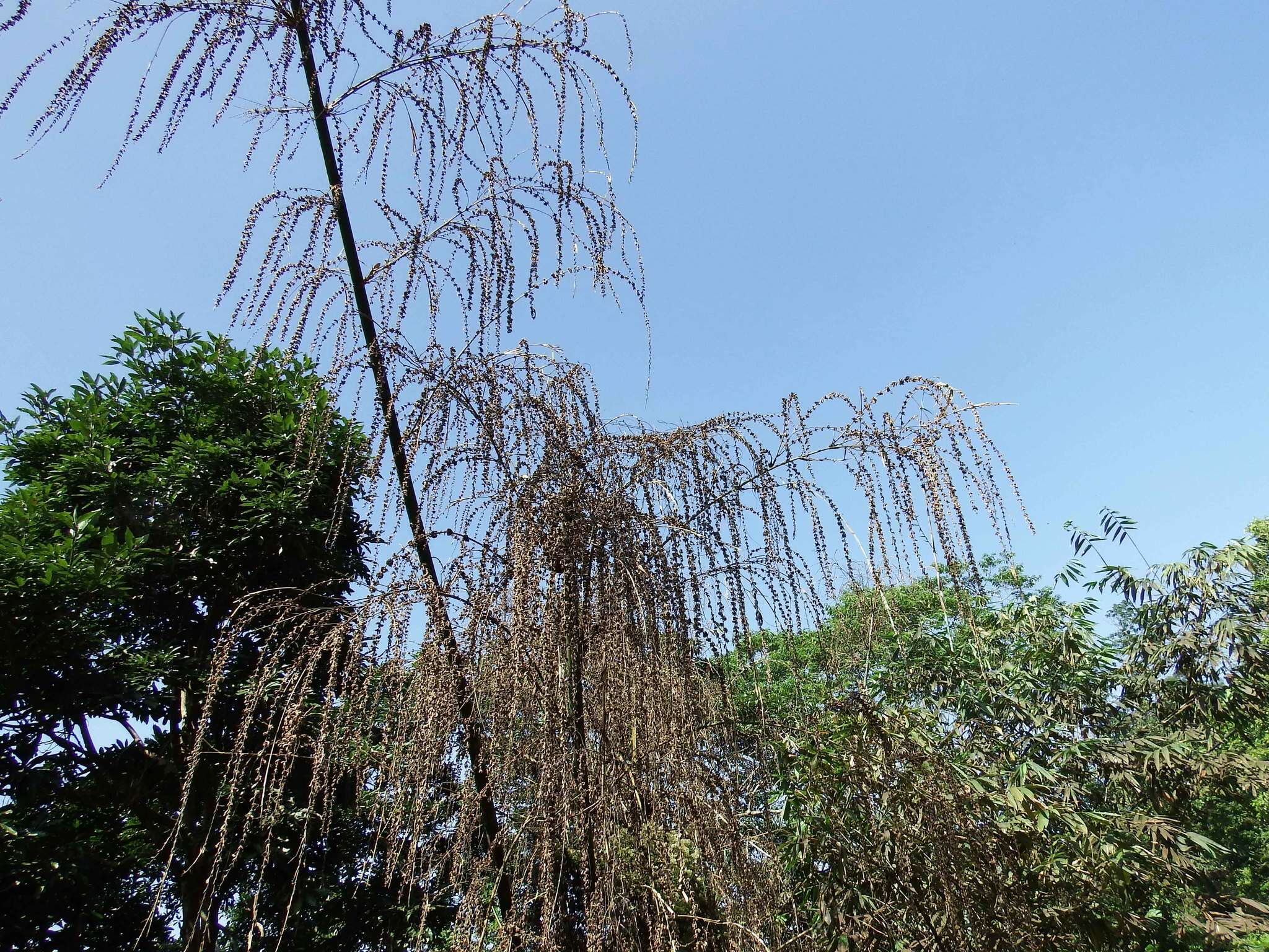 Image of wideleaf bamboo