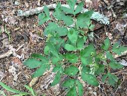 Image of hairy angelica