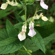 Image of Canada germander