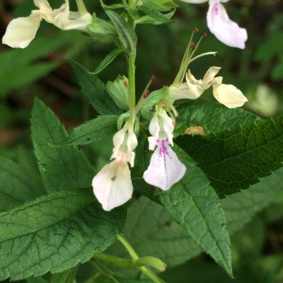 Image of Canada germander