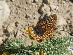 Euphydryas anicia wheeleri (Hy. Edwards 1881)的圖片