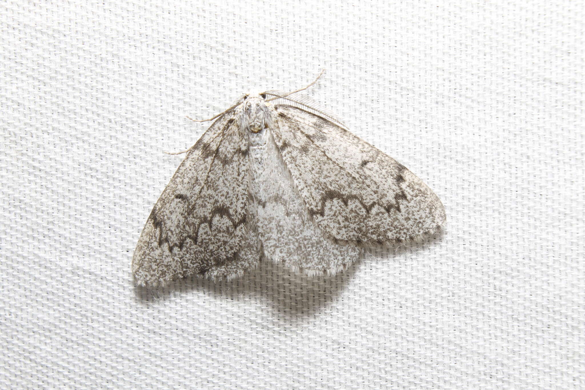 Image of Western False Hemlock Looper