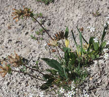 Plancia ëd Anthyllis vulneraria subsp. alpestris (Hegetschw.) Asch. & Graebn.