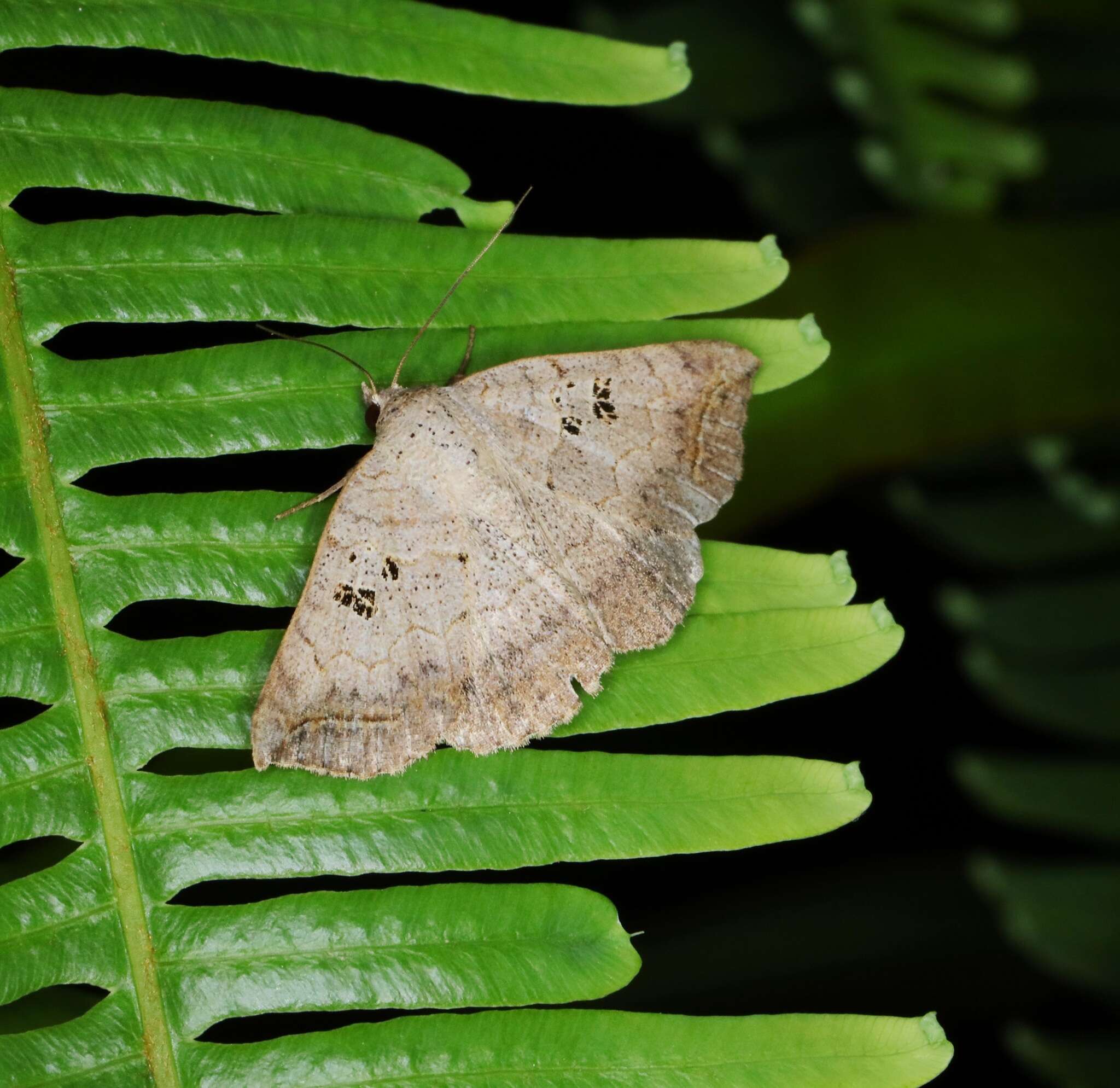 Blasticorhinus rivulosa Walker 1865 resmi