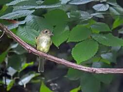 Image of Acadian Flycatcher