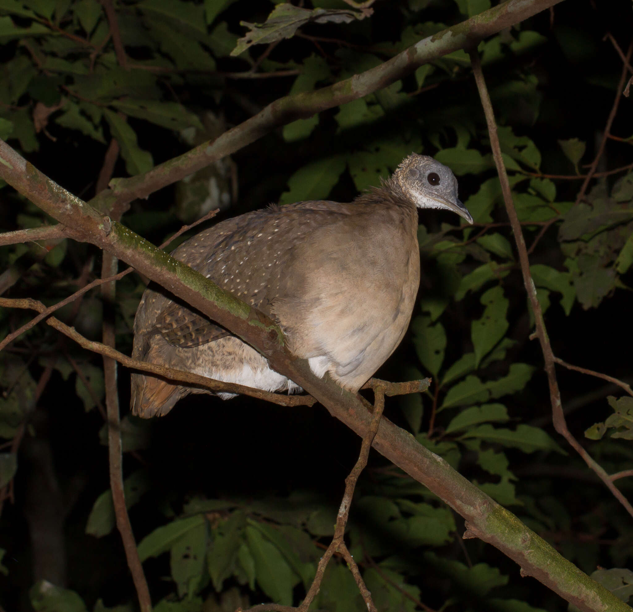 Image of White-throated Tinamou