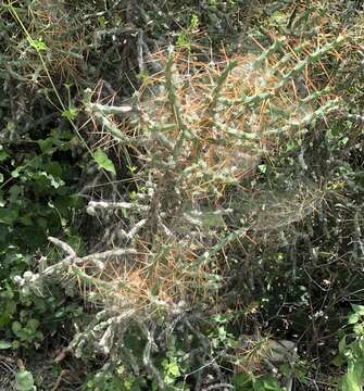 Image of Cylindropuntia caribaea (Britton & Rose) F. M. Knuth