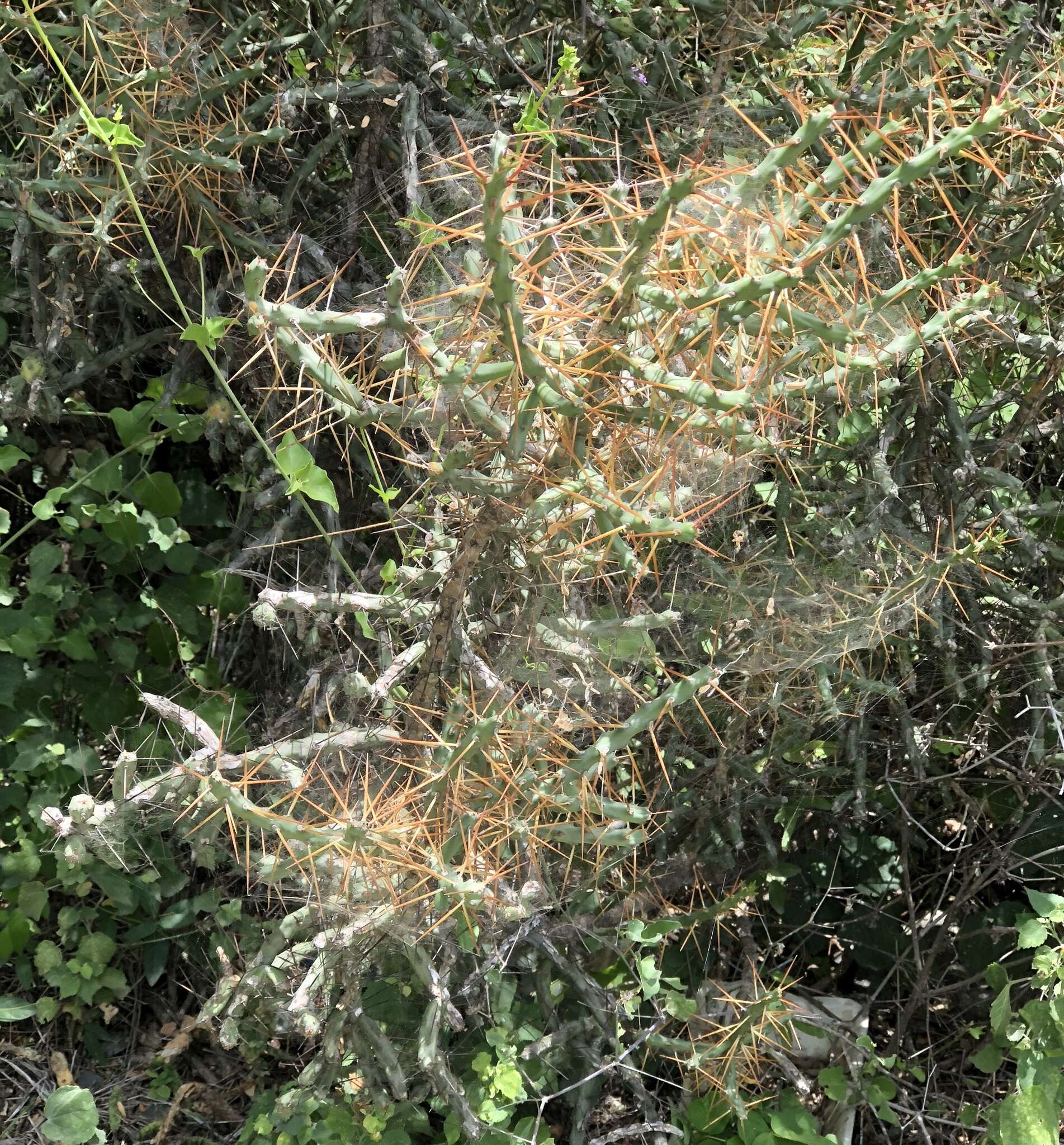 Image de Cylindropuntia caribaea (Britton & Rose) F. M. Knuth